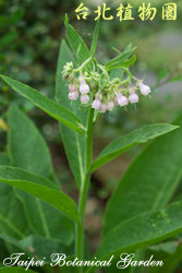 康富力，花朵與葉子的圖片