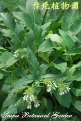 康富力，花朵與葉子的圖片