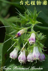 康富力，花朵的圖片