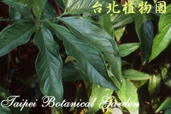 合果芋，葉子的圖片