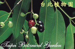 肯氏蒲桃，果實與葉子的圖片