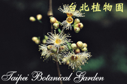 肯氏蒲桃，花朵的圖片