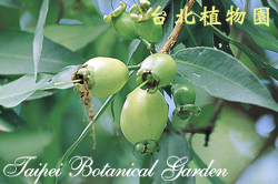 蒲桃，果實的圖片