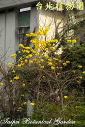 黃金風鈴木，花朵與樹幹的圖片