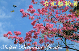 風鈴木，花朵的圖片