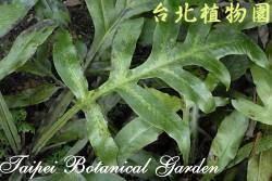 翅柄三叉蕨，葉子的圖片