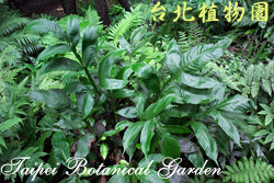 傅氏三叉蕨，葉子的圖片