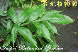 傅氏三叉蕨，葉子的圖片(由上往下拍攝)