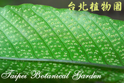 傅氏三叉蕨，葉子的圖片(可見孢子囊群)