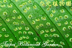 傅氏三叉蕨，葉背面的圖片(可見孢子囊與葉脈)