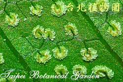 傅氏三叉蕨，孢子囊的圖片