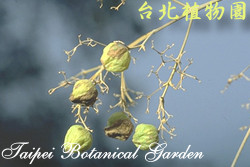 柚木，果實的圖片