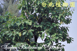 柚木，樹的圖片