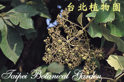 柚木，花朵的圖片