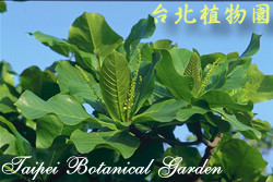 欖仁，葉子的圖片