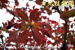 欖仁，葉子的圖片