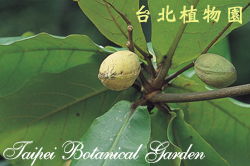 欖仁，果實的圖片