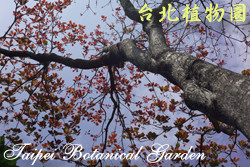 錫蘭海棗，樹的圖片(由下往上拍攝)