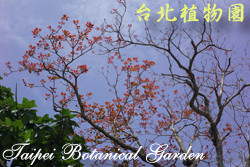 錫蘭海棗，樹的圖片(由遠處拍攝)