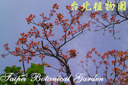 錫蘭海棗，花與葉的圖片