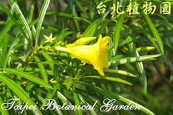 黃花夾竹桃，花朵與葉子的圖片