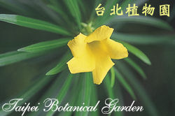 黃花夾竹桃，花朵的圖片