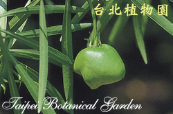 黃花夾竹桃，果實的圖片