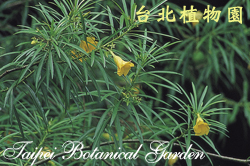 黃花夾竹桃，花朵與葉子的圖片