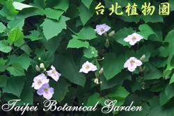 大鄧伯花，花朵的圖片(很多花)