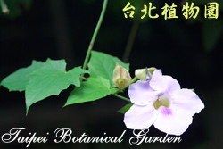 大鄧伯花，花朵的圖片(特寫)