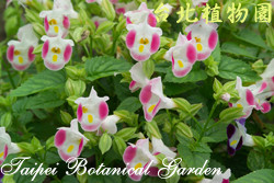 夏堇，花朵的圖片