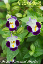 夏堇，花朵與葉子的圖片