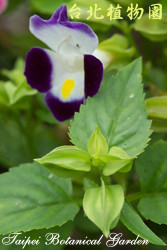 夏堇，花朵與葉子的圖片