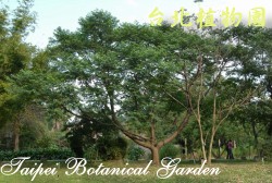 山黃麻，全株的圖片