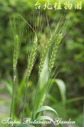 小麥，果實的圖片