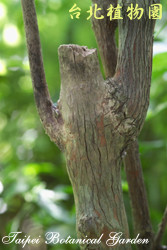 狗骨仔，樹幹的圖片