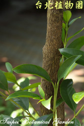 狗骨仔，葉子的圖片