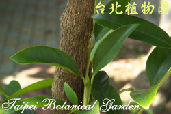 狗骨仔，葉子的圖片