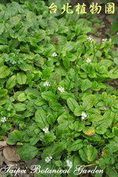 台北附地草，葉子的圖片