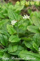 台北附地草，葉子與花的圖片