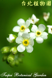台北附地草，花朵的圖片