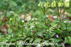 臺灣附地草，葉子與花的圖片