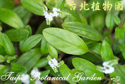 臺灣附地草，葉子的圖片