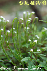 臺灣附地草，葉子的圖片