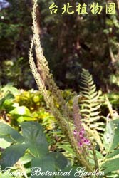 兔尾草，花朵與葉的圖片