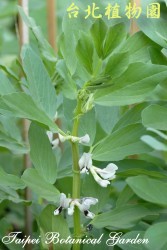 蠶豆，花朵與葉的圖片