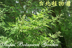 黃荊，葉子的圖片