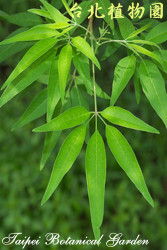 黃荊，葉子的圖片