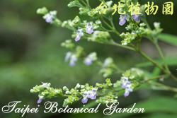 黃荊，花朵的圖片