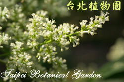 水錦樹，花朵的圖片